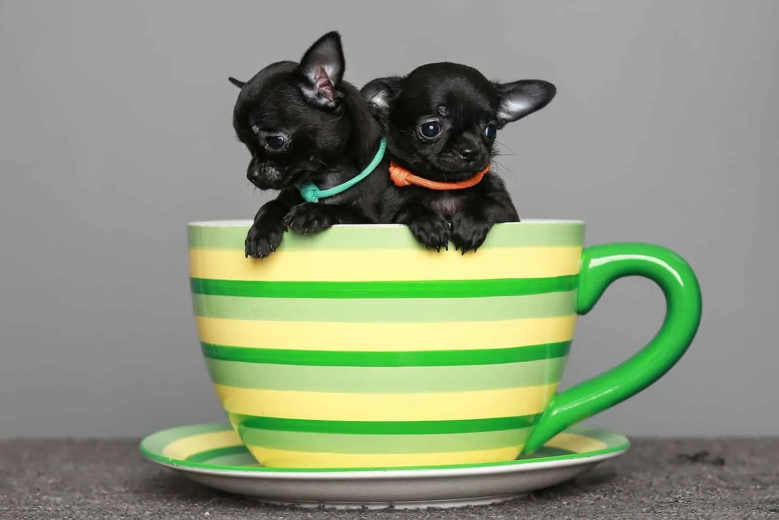 small black Chihuahua puppies inside a big tea cup
