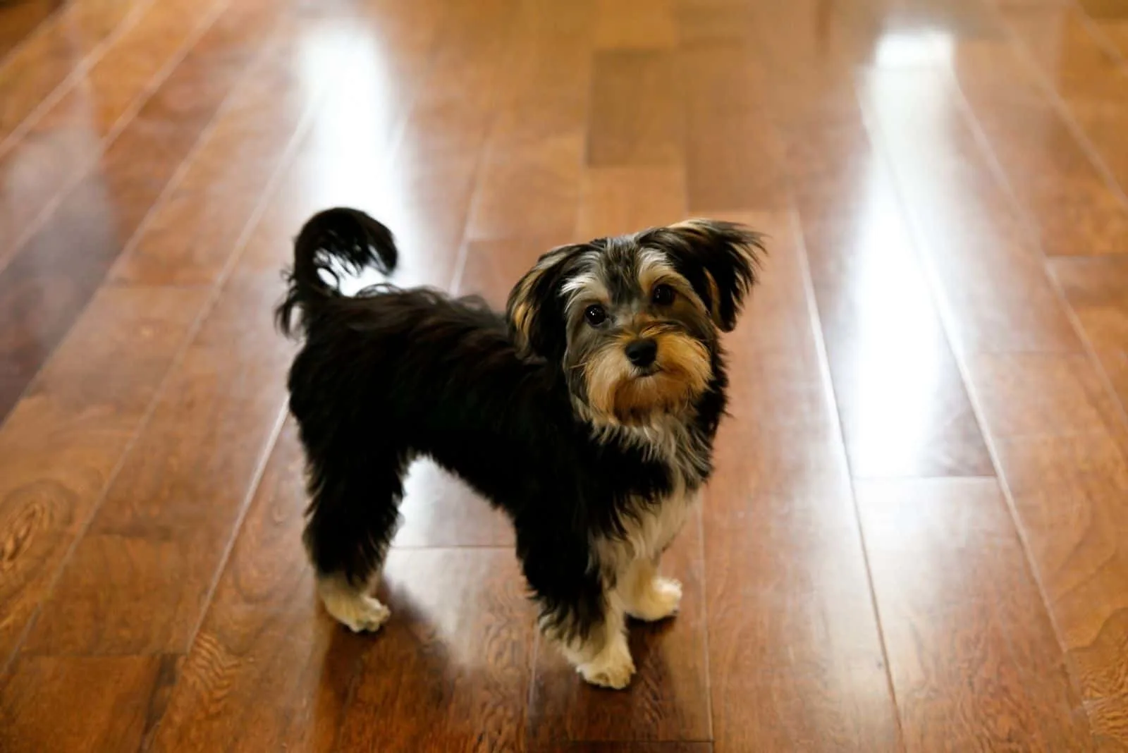 small brown and black yorkie mix standing in the floor indoors