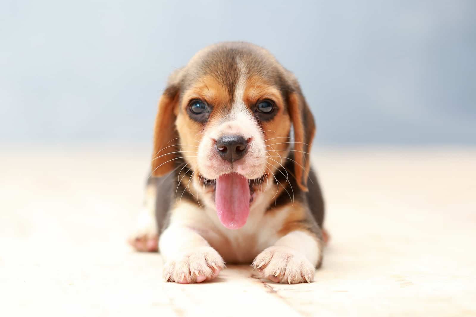 small cute beagle puppy dog