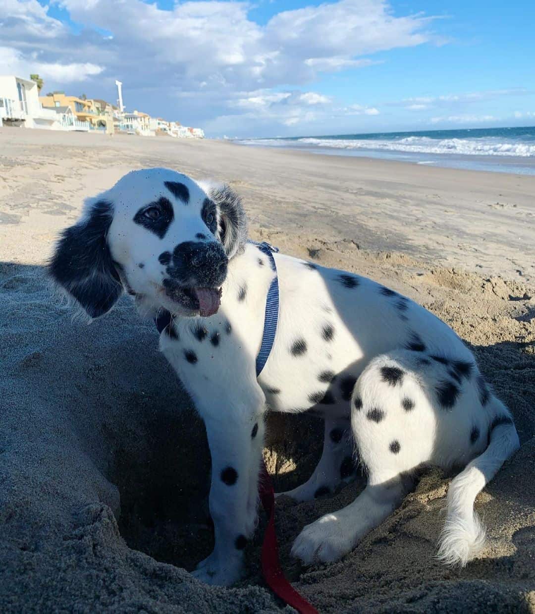 Long Haired Dalmatian – All The Breed Information You Need