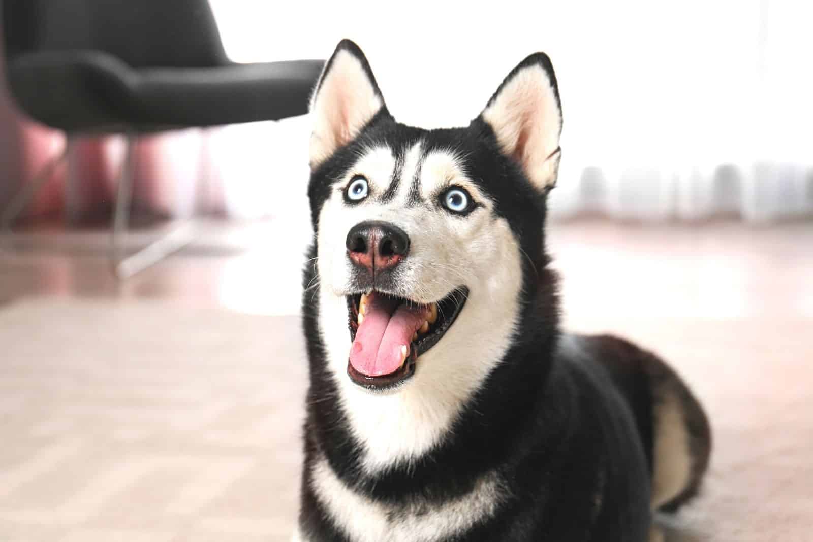 surprised siberian husky lying down on the floor inside the home office