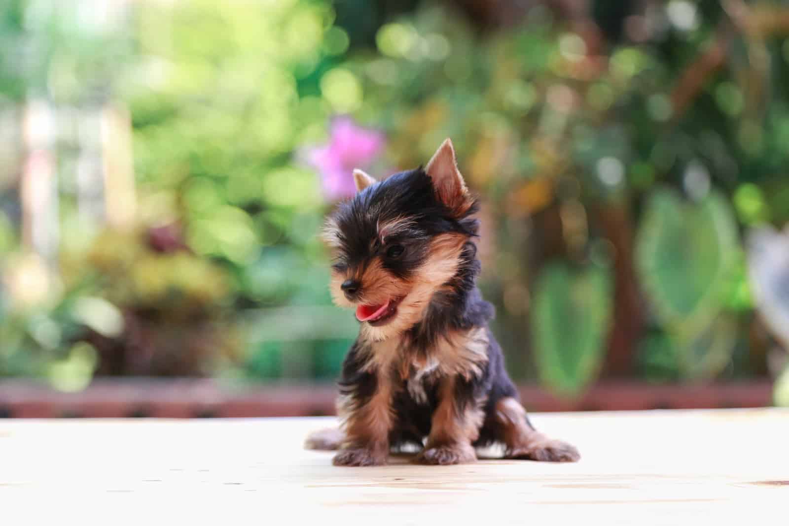 teacup yorkie