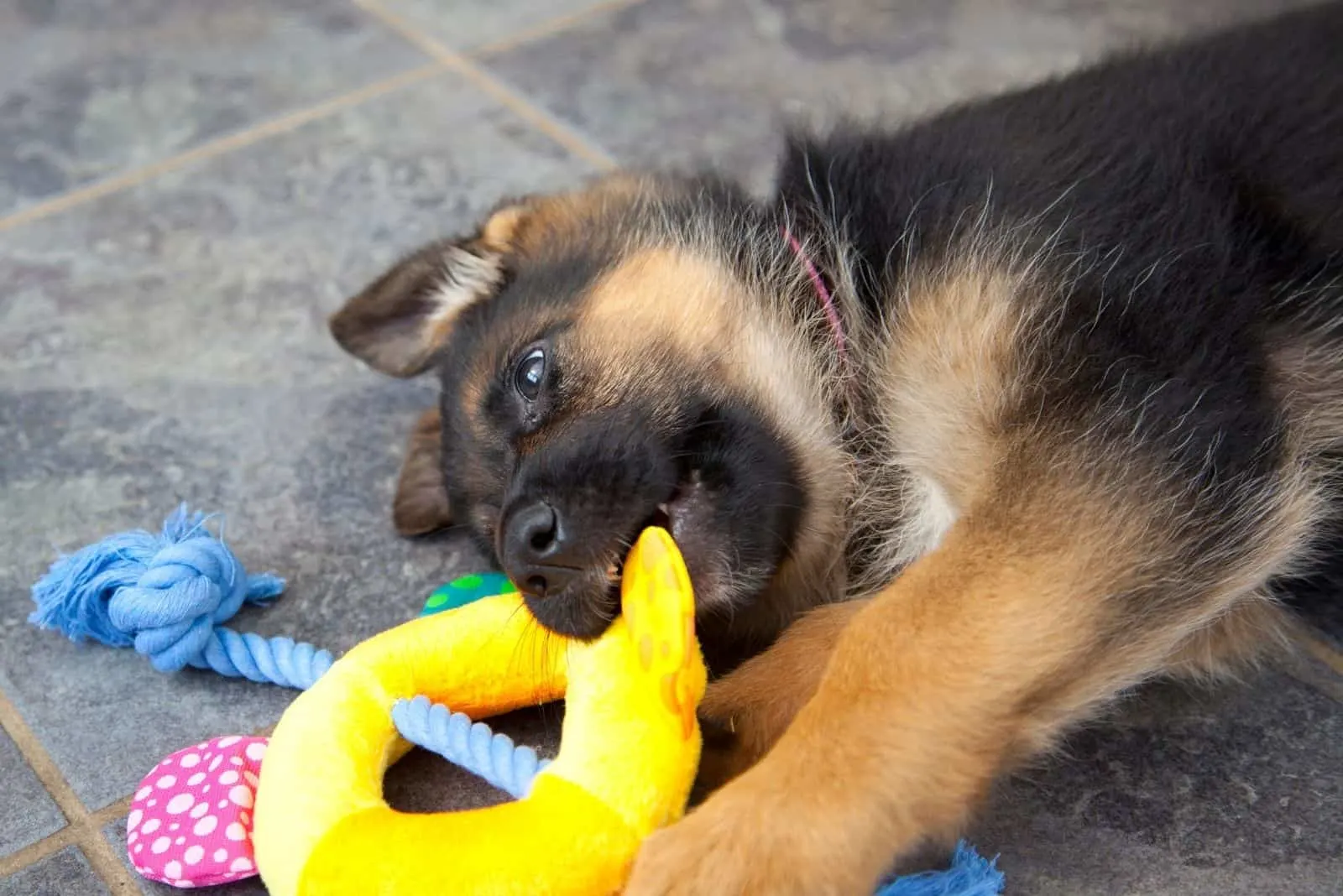 teething toy chewed by a german shepherd puppy 