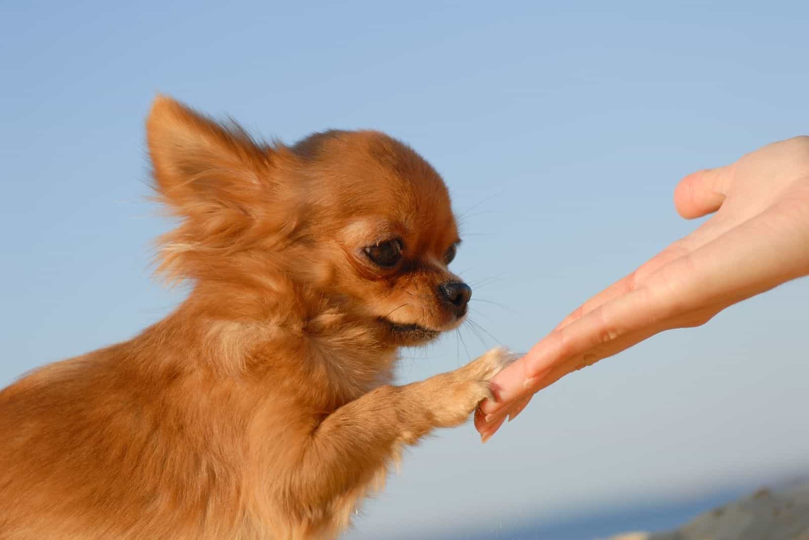 tender touch hand of the owner and the cute chihuahua