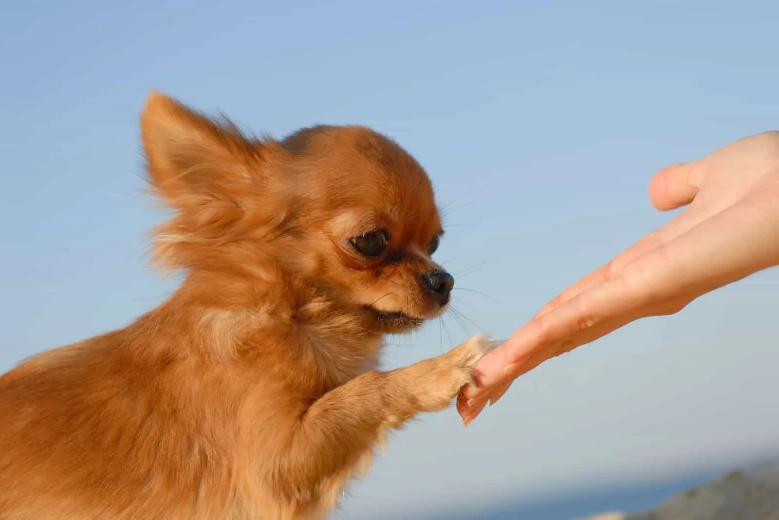 tender touch hand of the owner and the cute chihuahua