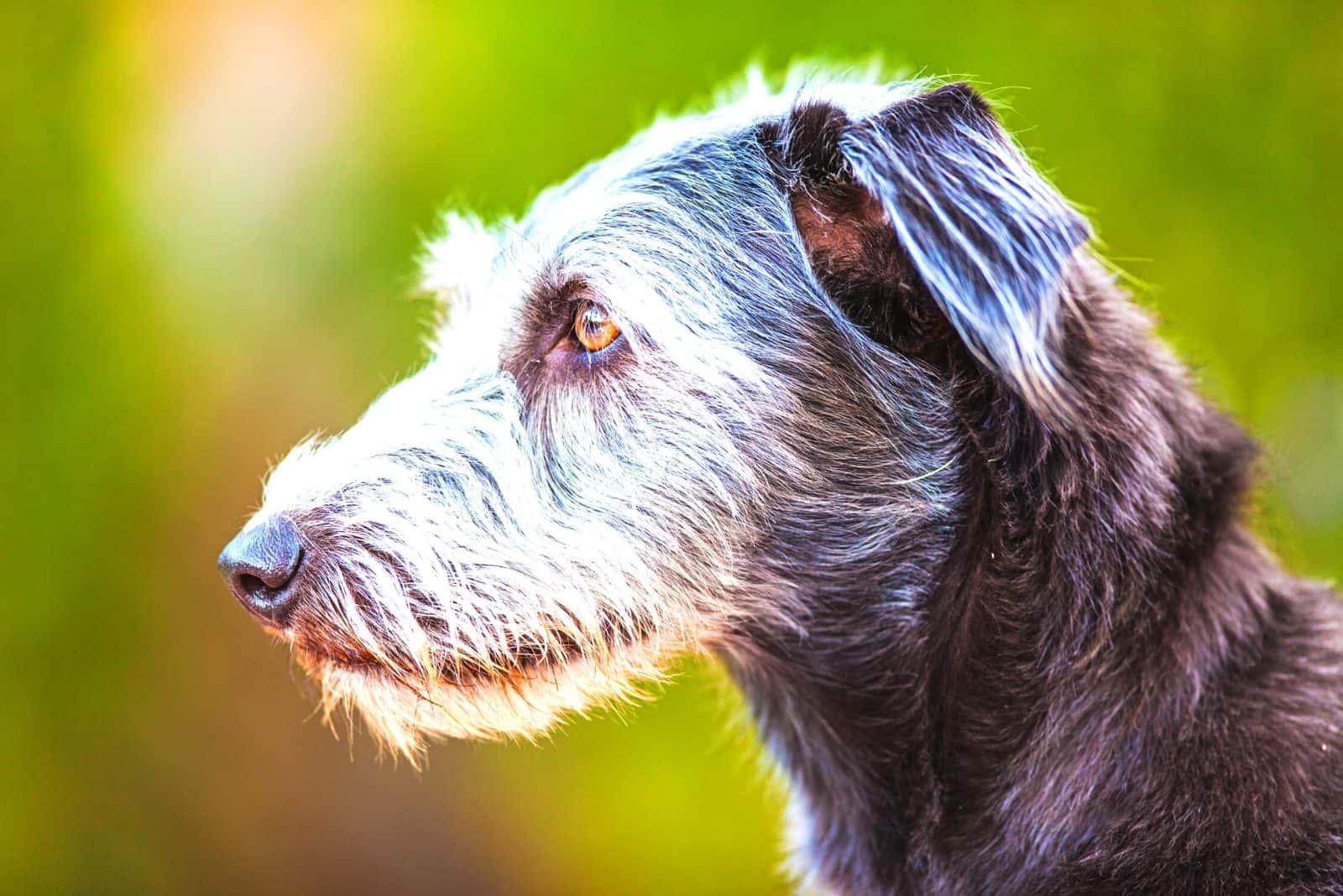 terrier crossbreed dog in sideview 