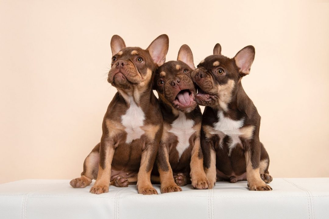 How Many Puppies Can A French Bulldog Have In A Litter?