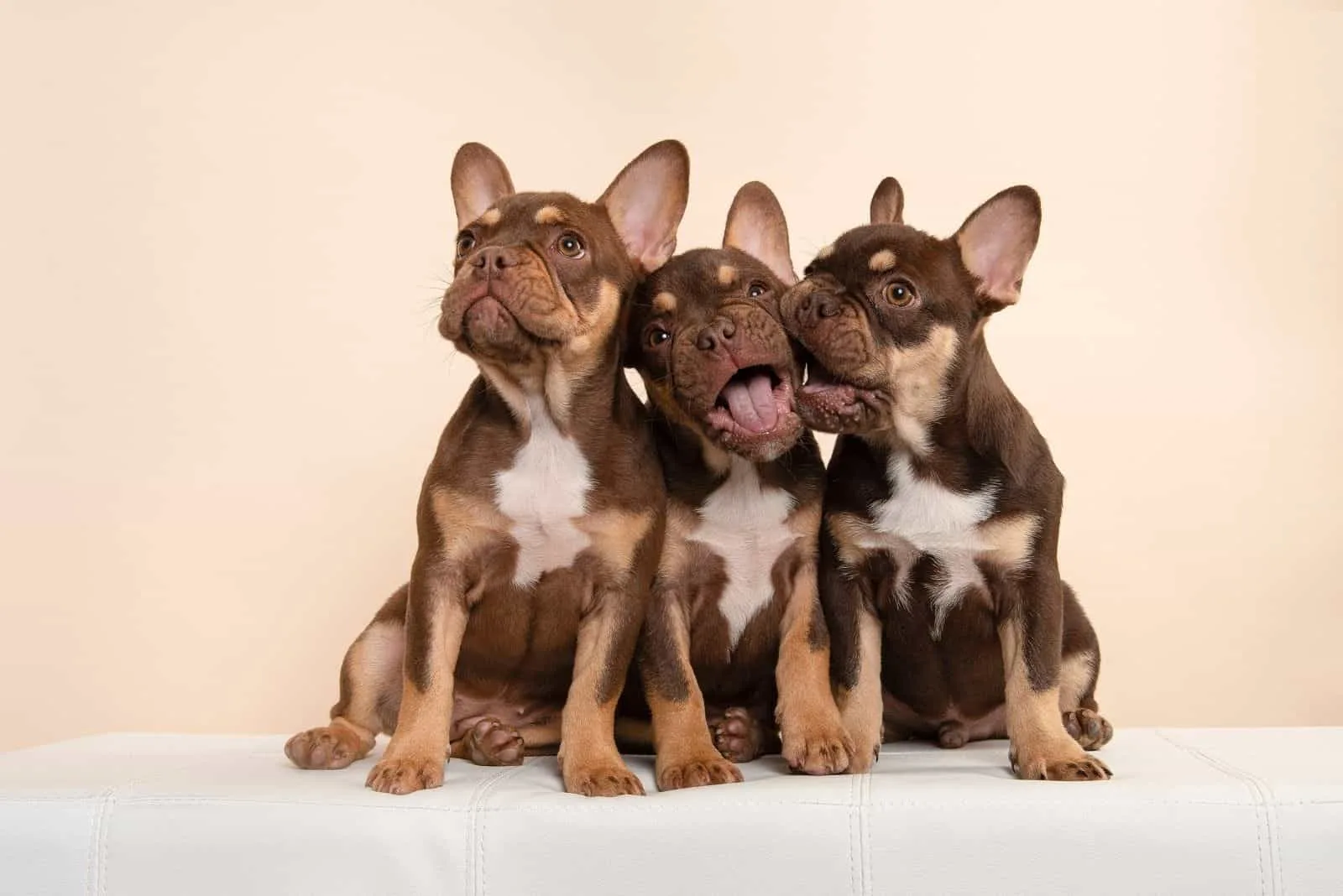 three adorable french bulldogs sitting next to each other