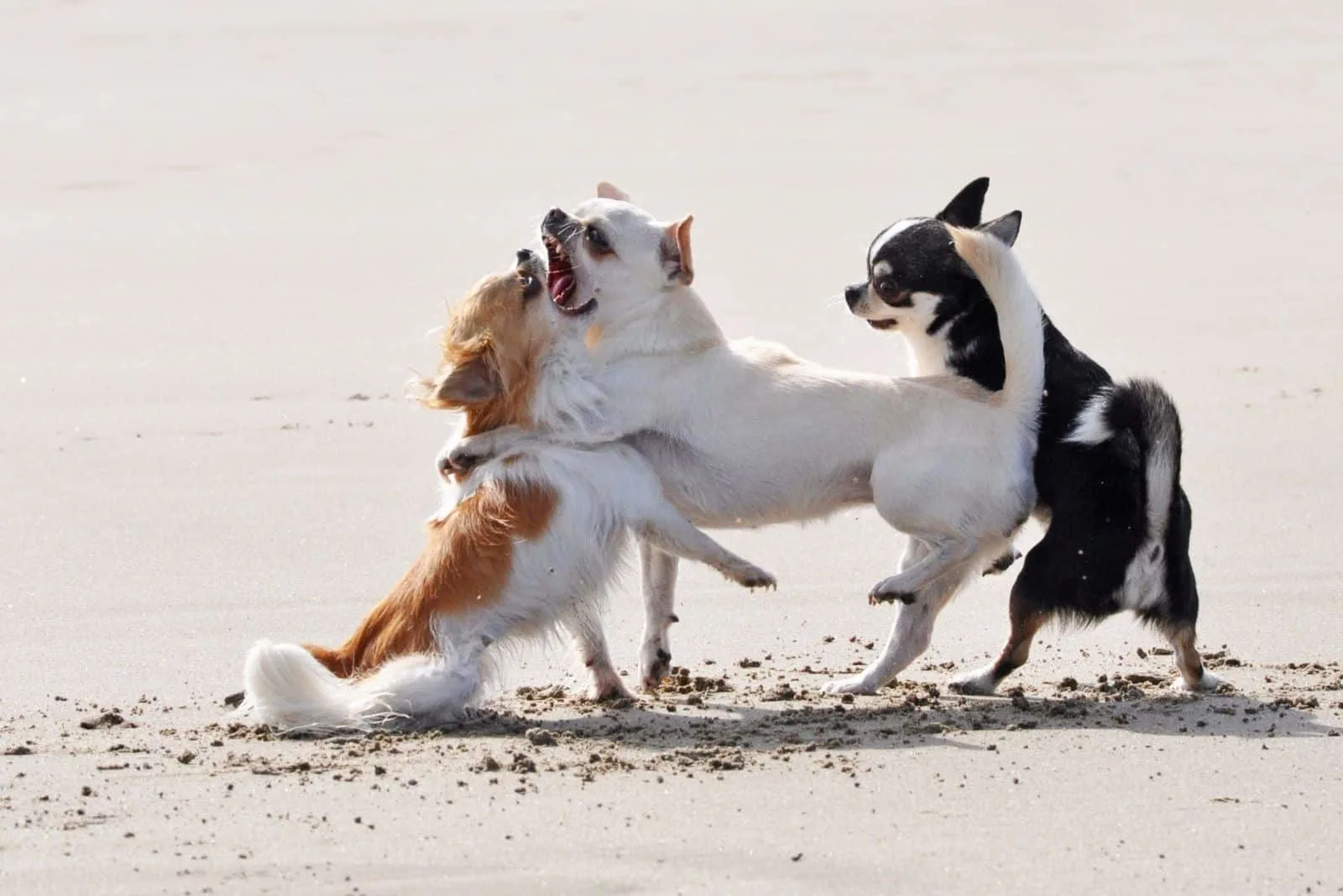 three fighting chihuahuas on the beach aggressively