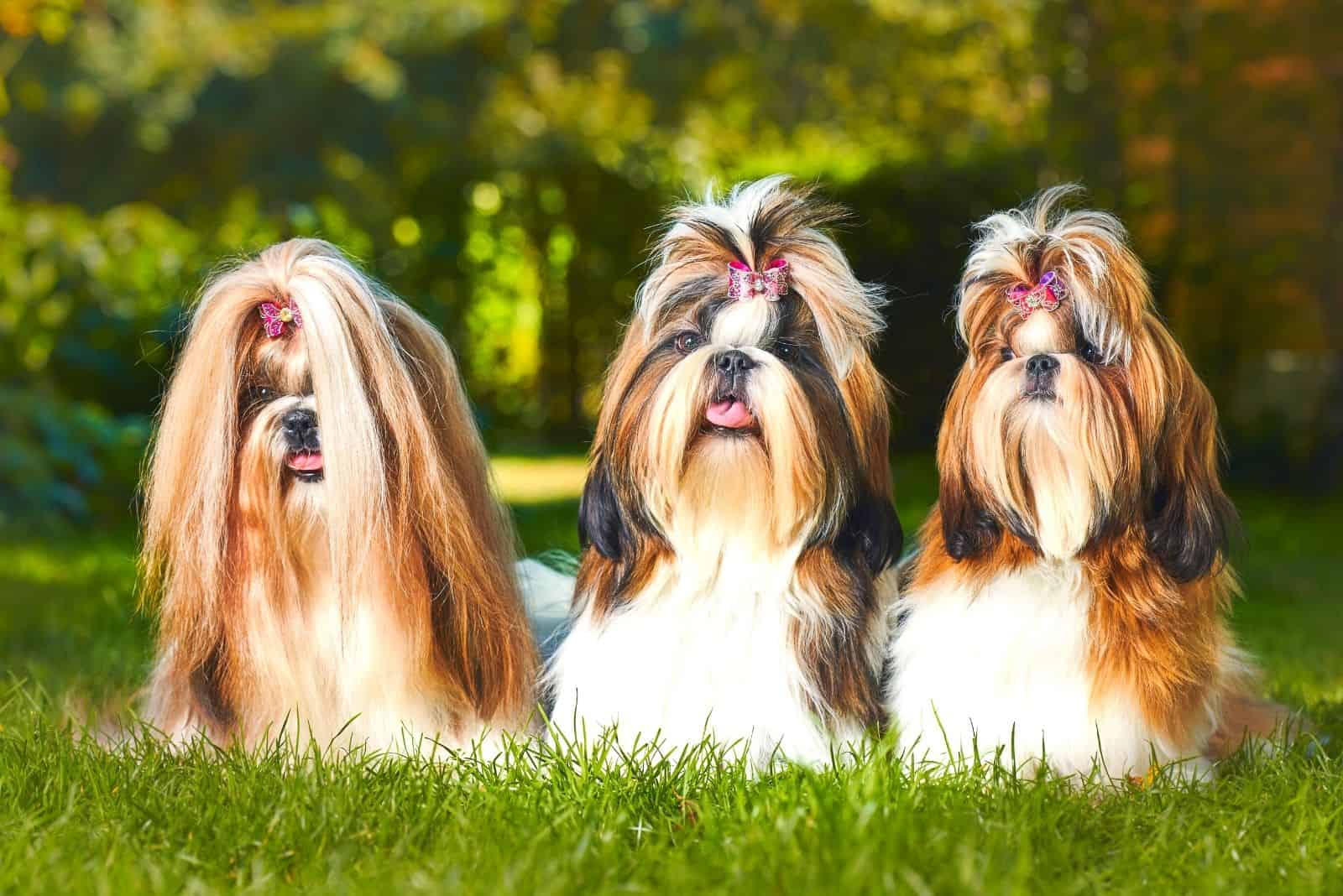 three shih tzu standing side by side outdoors