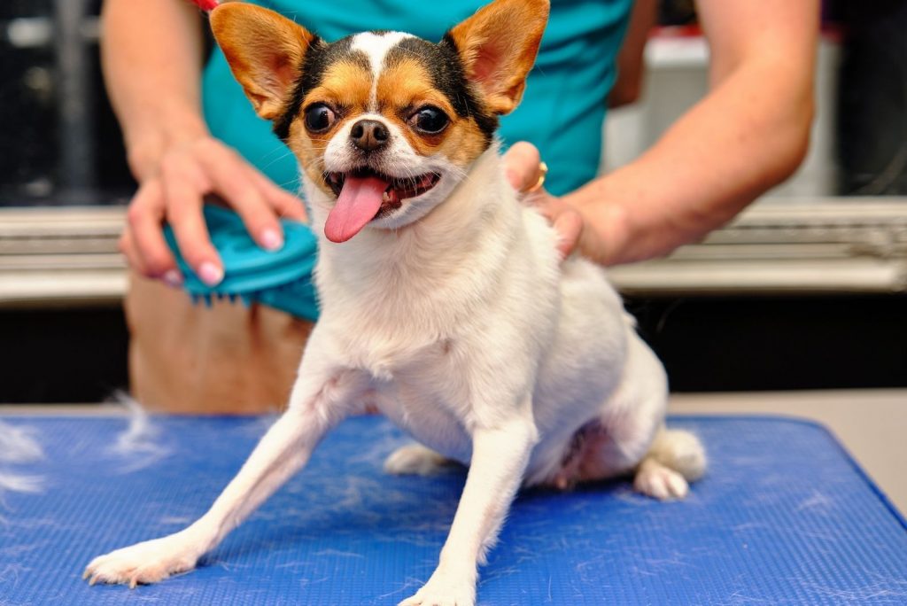 Do Chihuahuas Shed And How To Deal With Their Shedding