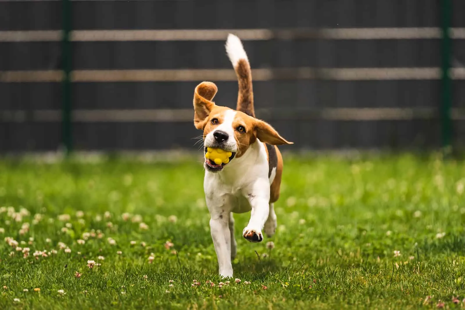 training with beagle dog