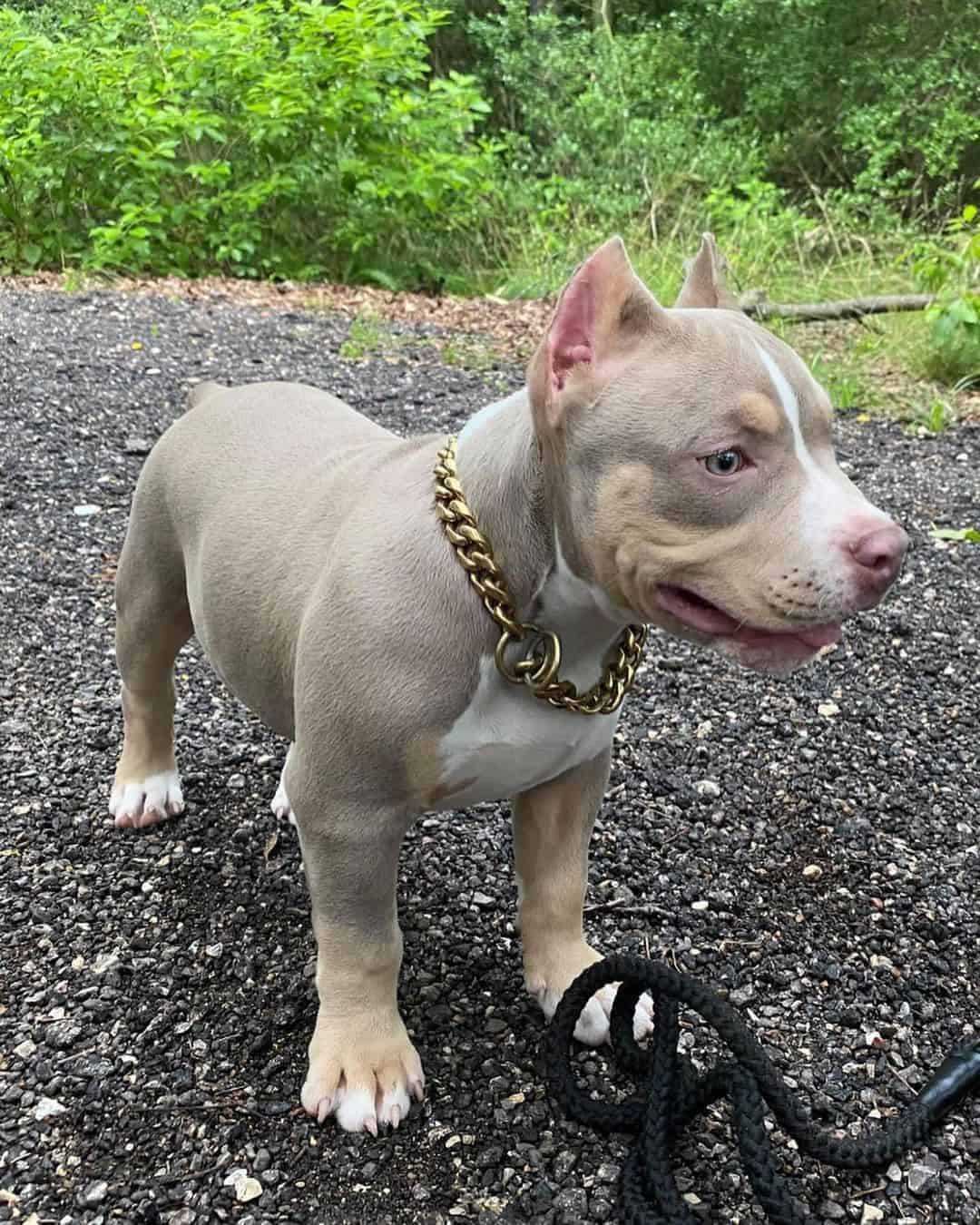 tri color pitbull