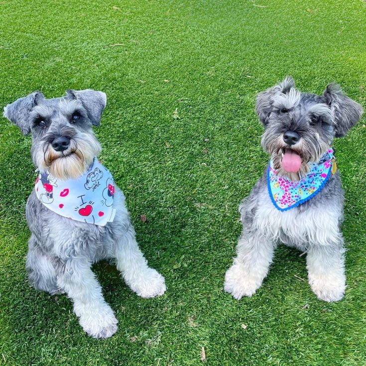 Are Schnauzers Hypoallergenic? Dog Shedding And Allergies