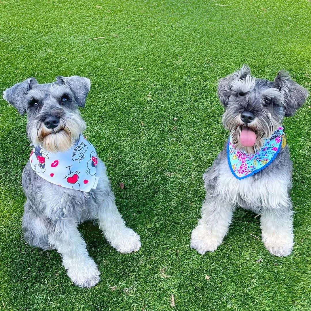 two Miniature Schnauzers on the grass
