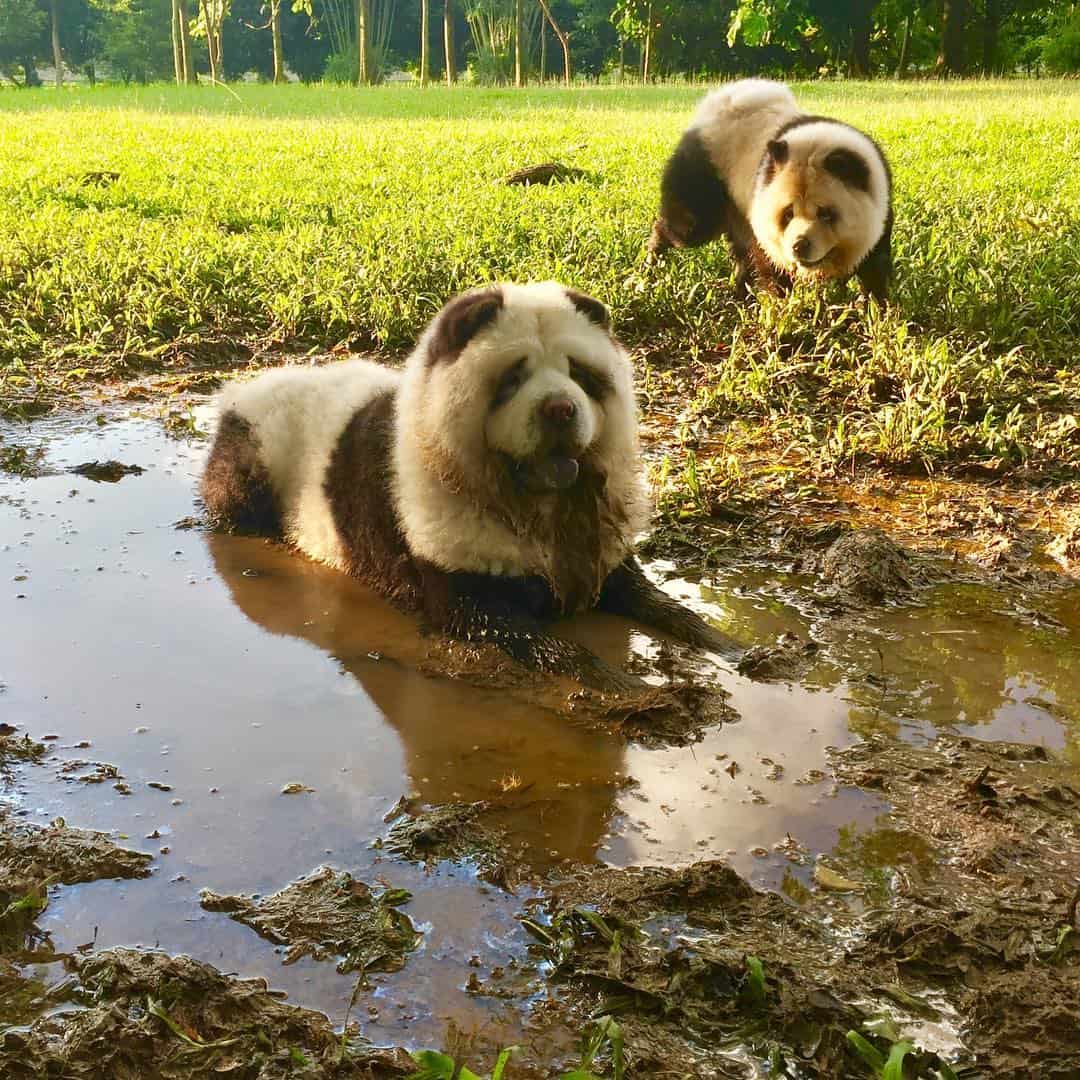 panda bear chow chow