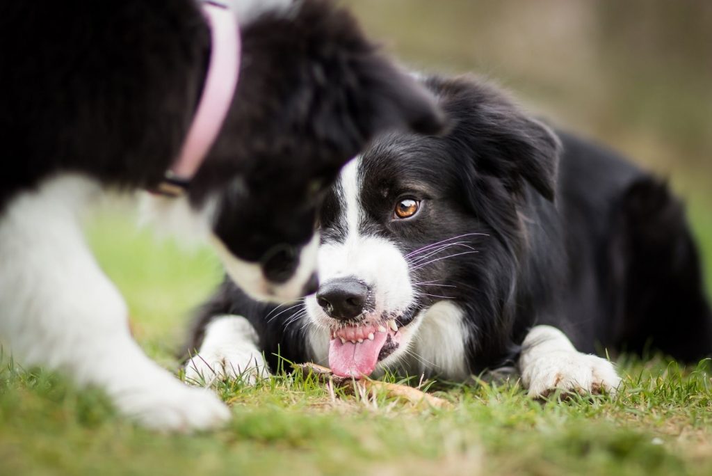 Are Border Collies Aggressive? How Do You Stop Their