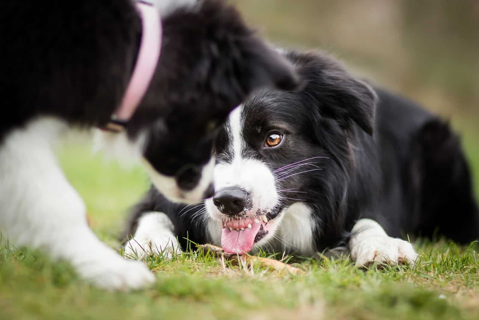 two angry dog border collie showing teeth