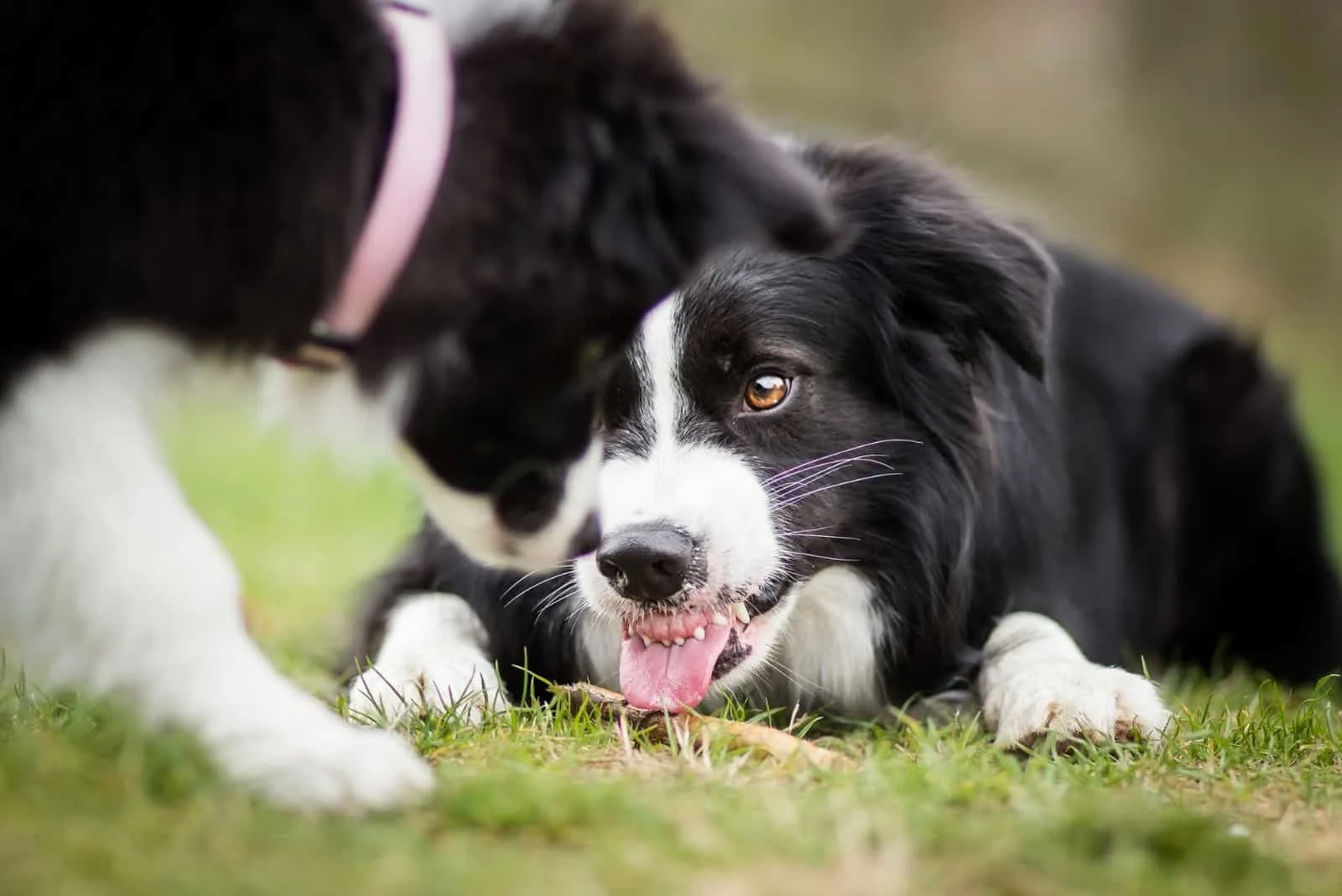 two angry dog border collie showing teeth