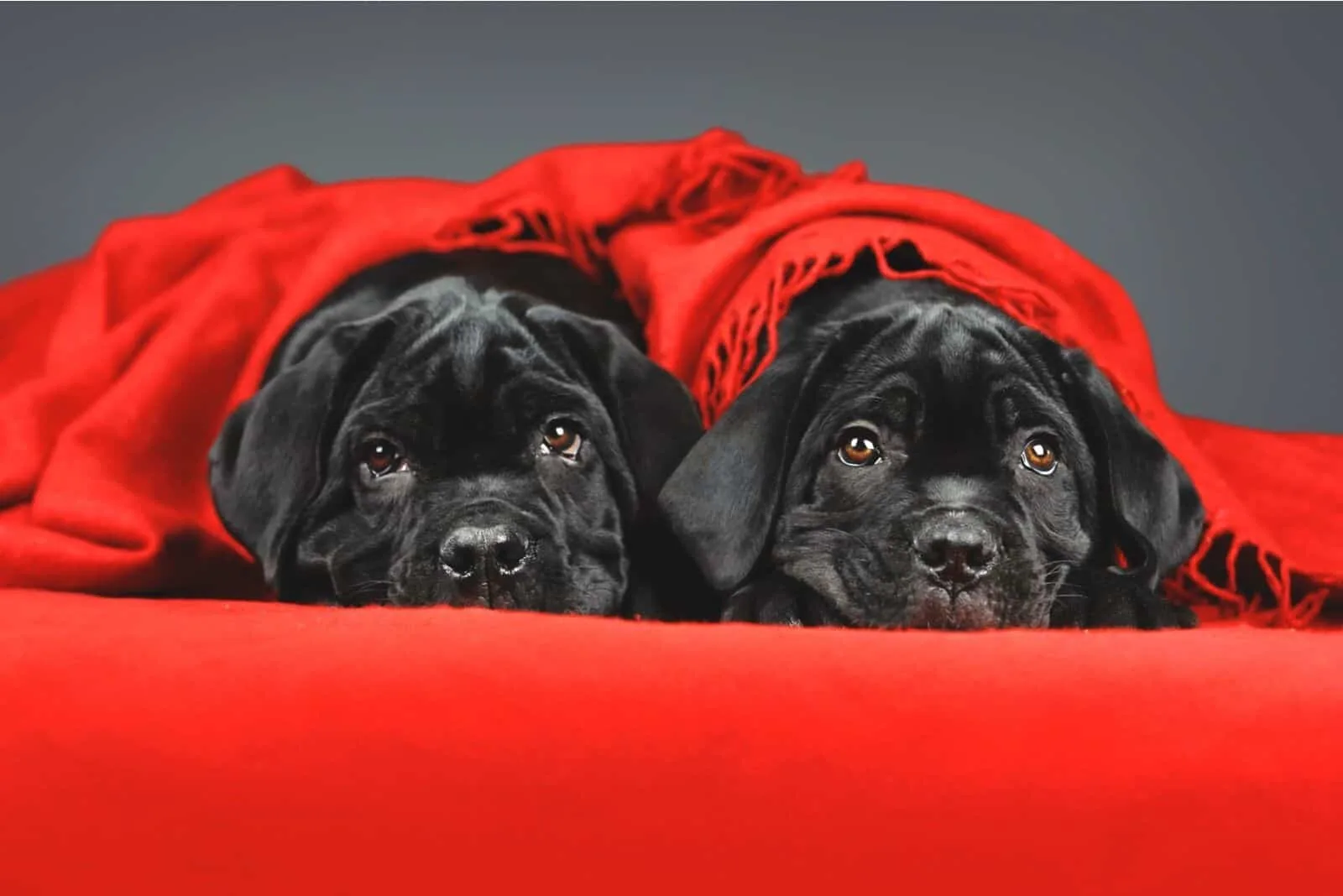two black cane corso puppies under red blanket