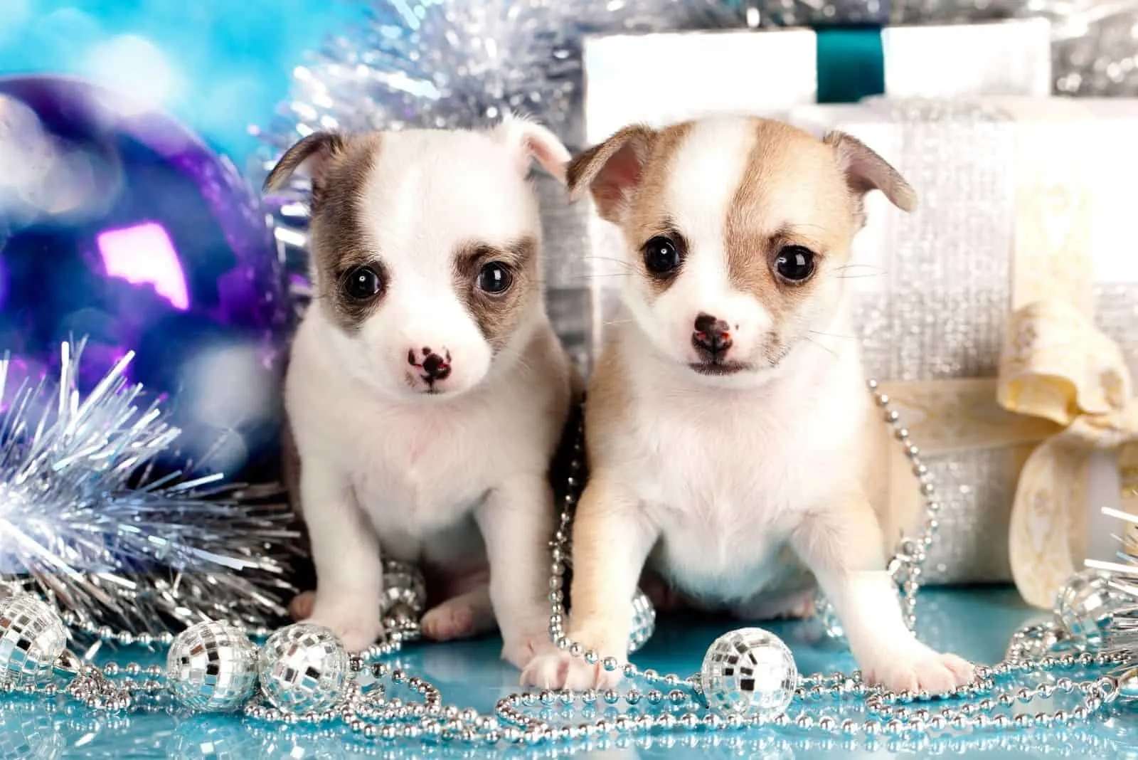 two chihuahua puppies standing near christmas decors