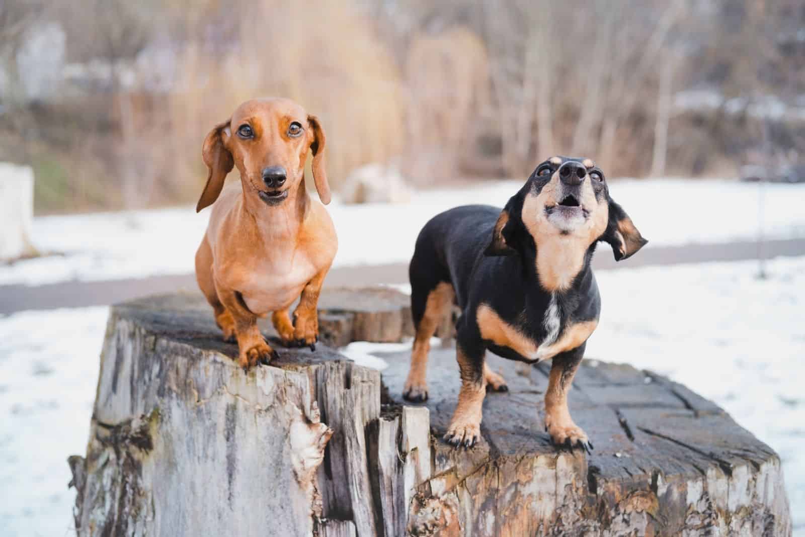 two cute dachshunds barking and standing on the bark of a tree