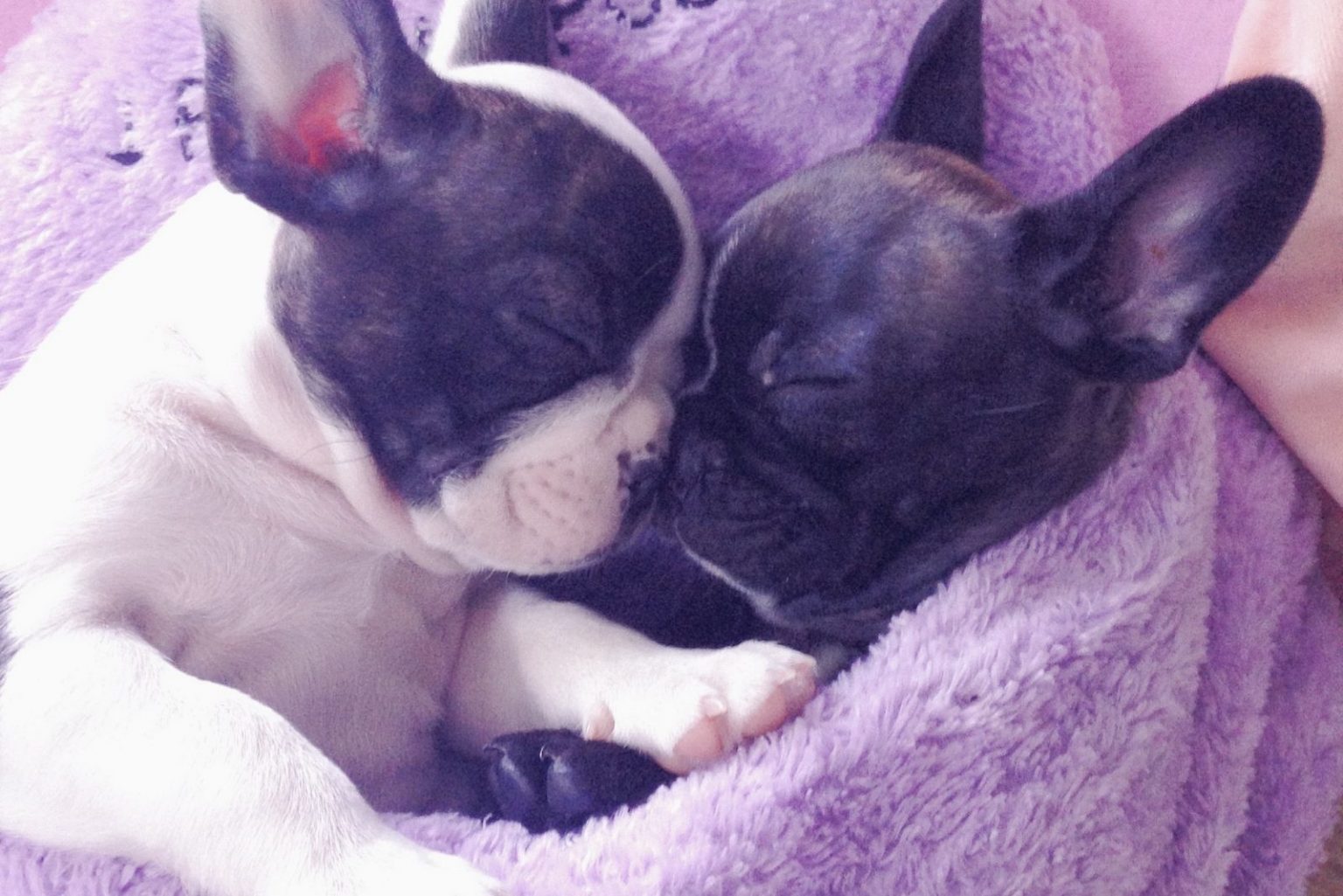 How Many Puppies Can A French Bulldog Have In A Litter?