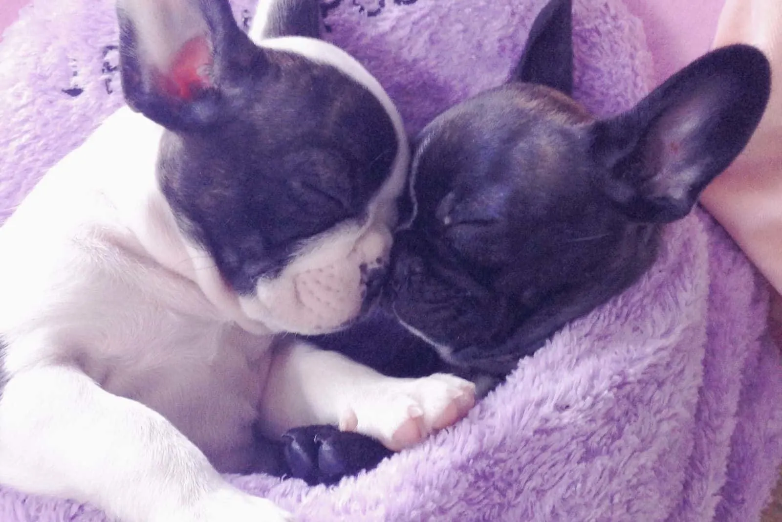 two cute french bulldog wrapped in purple towel