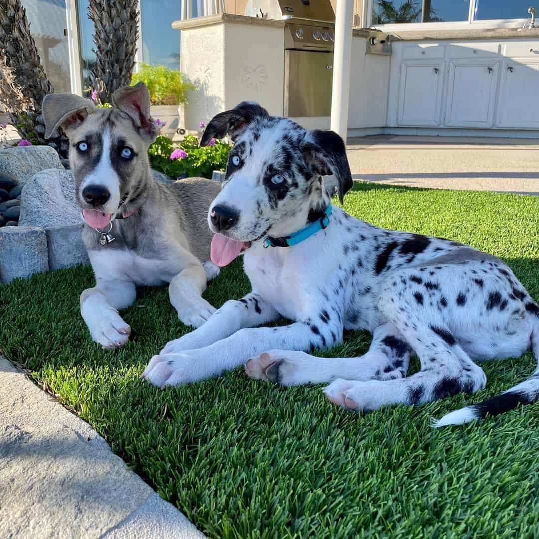 two cute great dane husky mixes