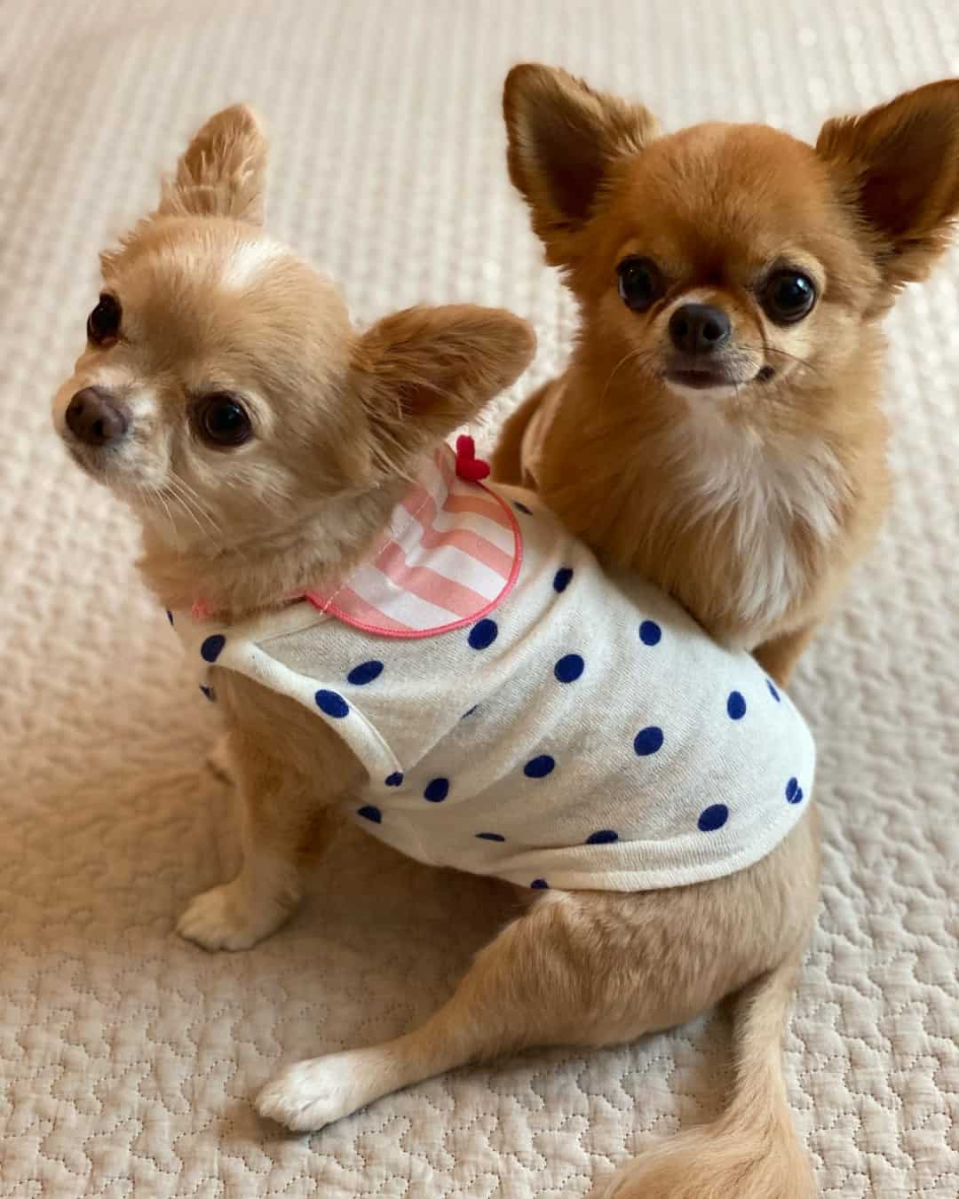two cute little Chihuahua dogs