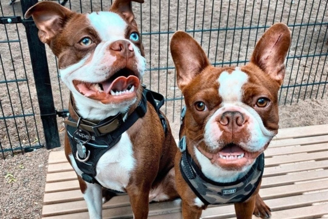 The Red Boston Terrier An Ultimate Guide About This Dog
