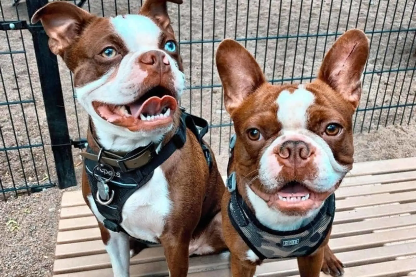 two cute red boston terriers