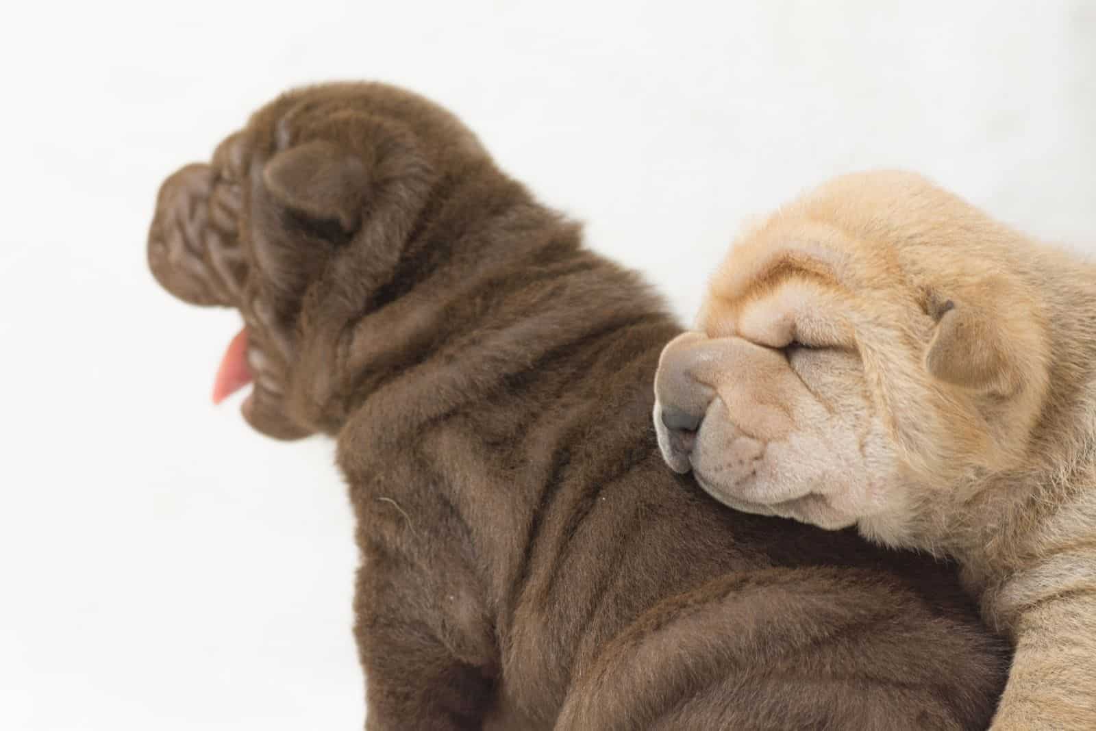 two cute shar pei puppy dog sleeping next to each other