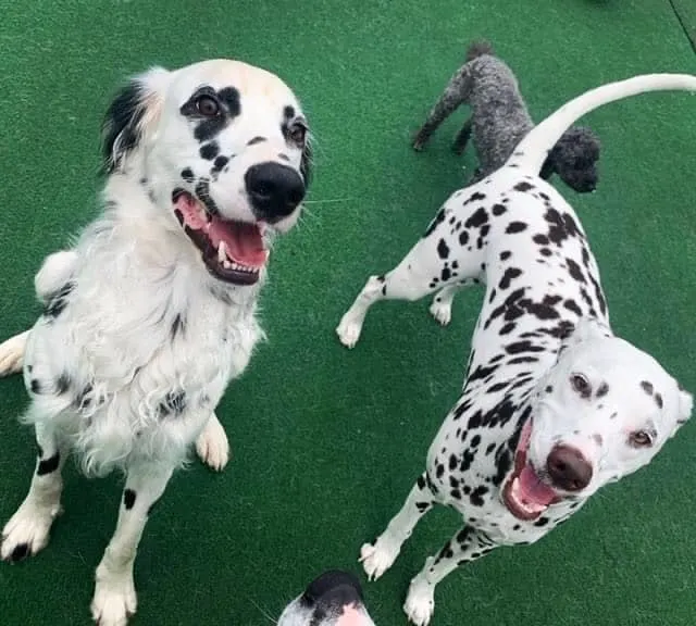 two dalmatian dogs and other breed dog at the daycare