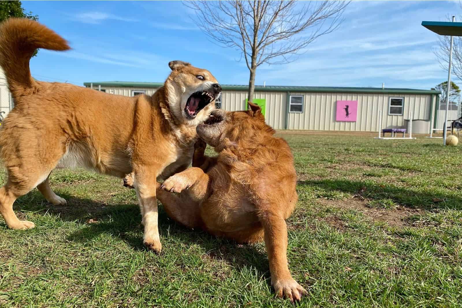 two dog fighting outdoors far from a house