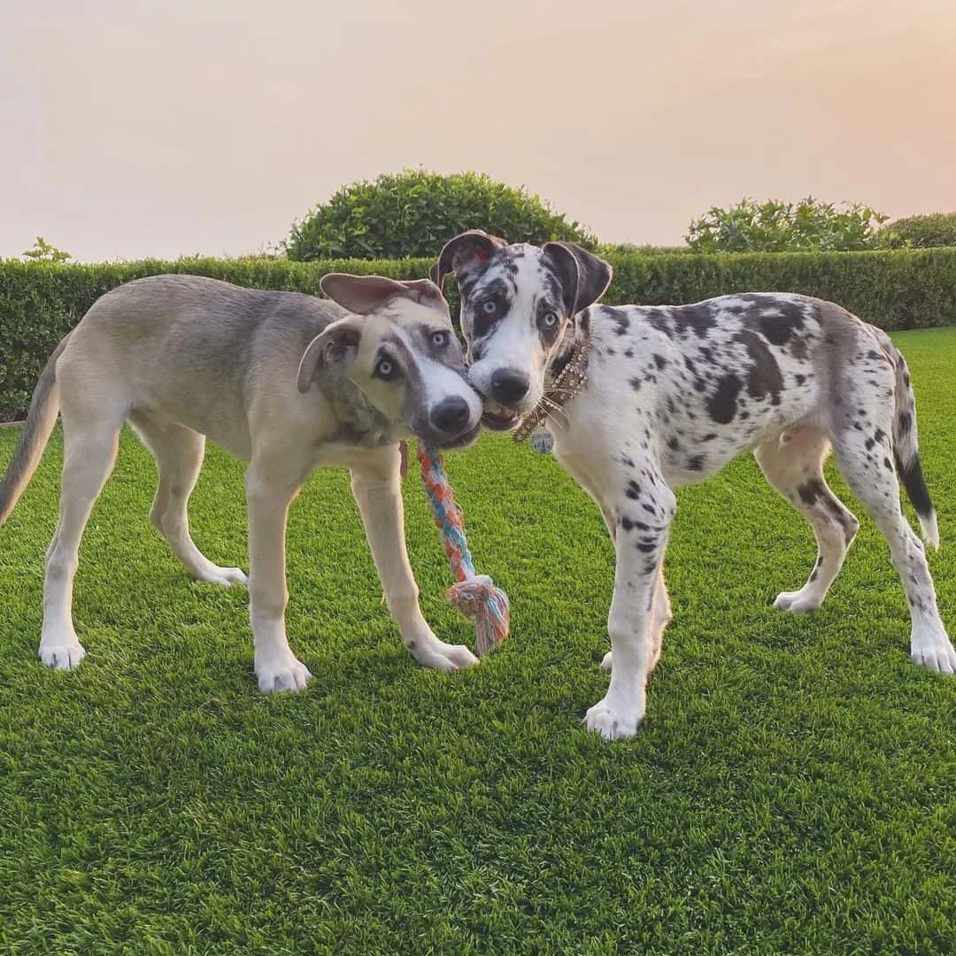 two great dane husky mix dogs