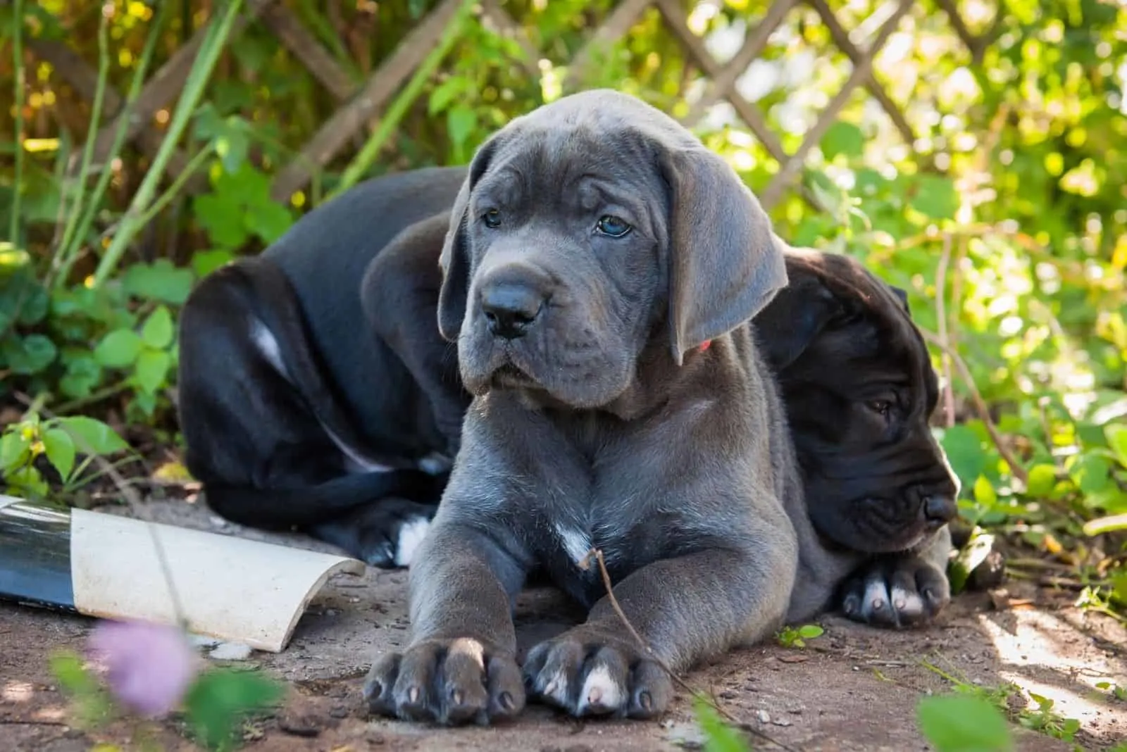 two great danes puppies lying down outdoors