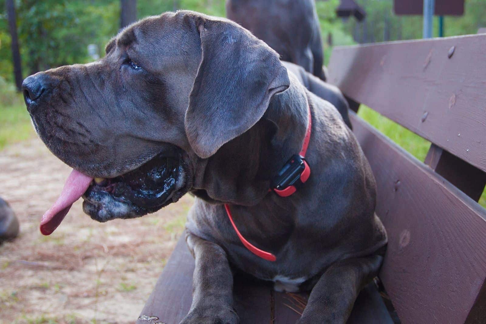 two great danes sitting on the bench outhdoors focus on the blue great dane