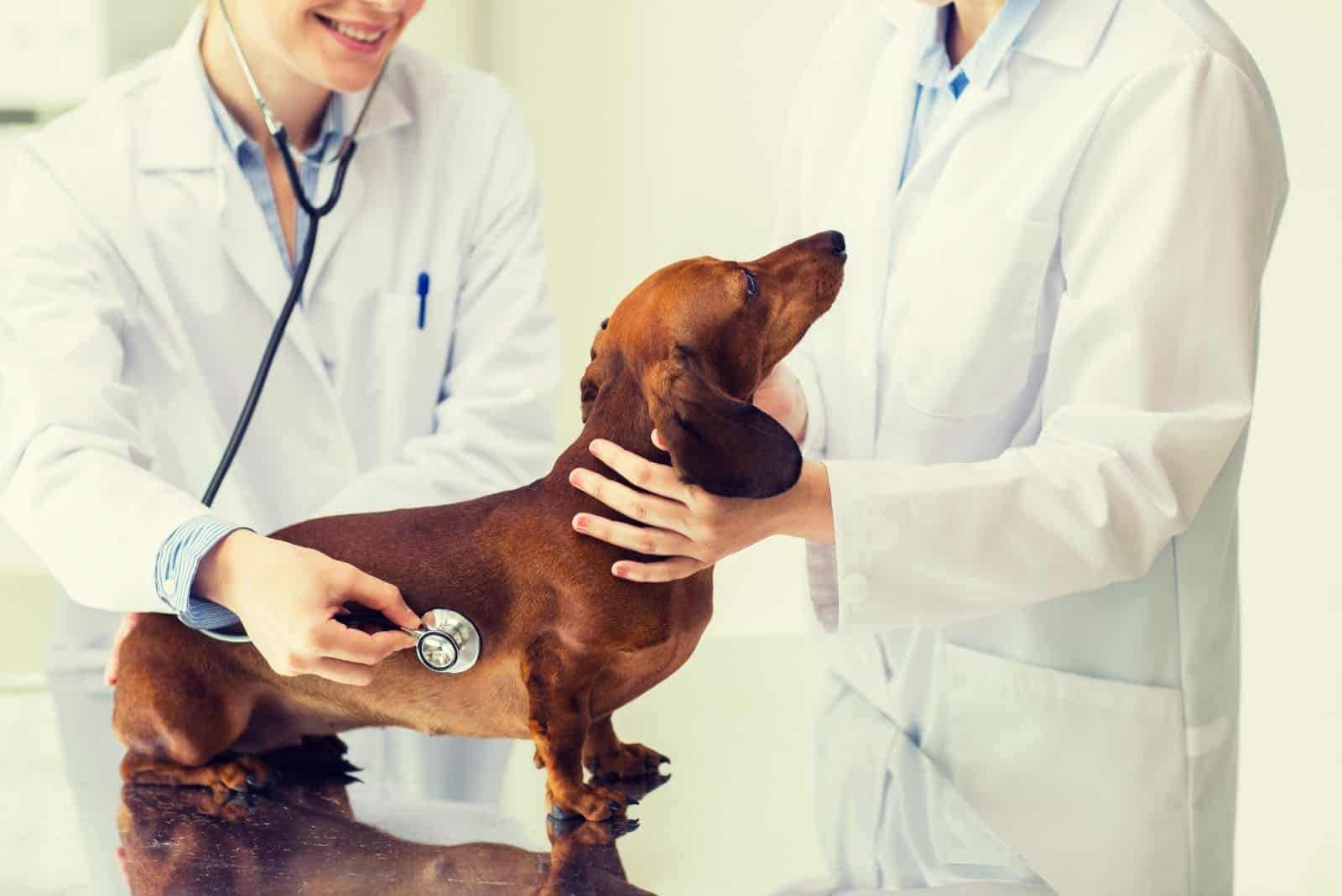 two veterinarian checking on the dachshund dog in the table