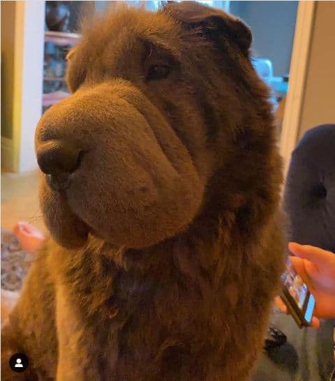 ursula the bear coat sharpei dog inside the house