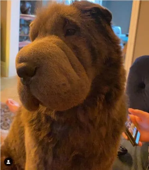 ursula the bear coat sharpei dog inside the house