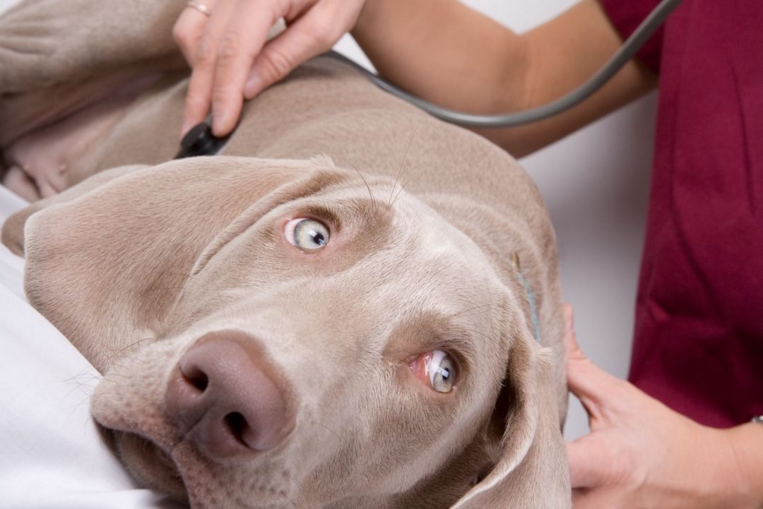 Weimaraner Pitbull Mix The Weimar Bully And The Pittmaraner