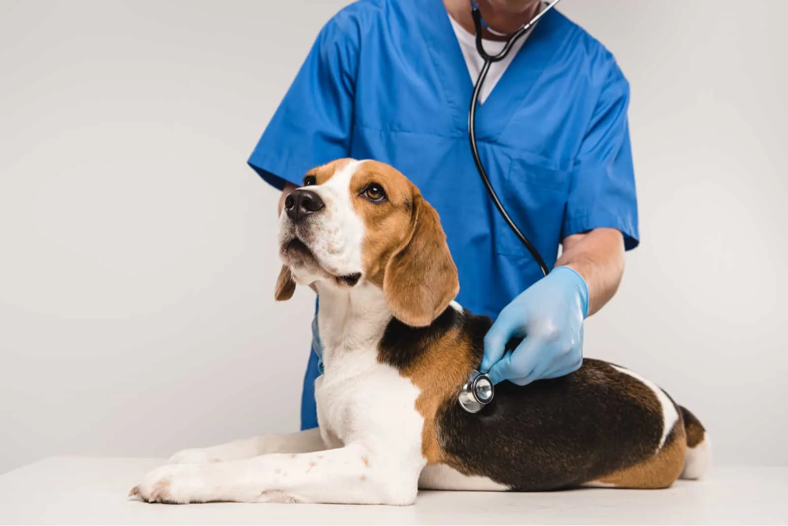 veterinarian examining beagle dog