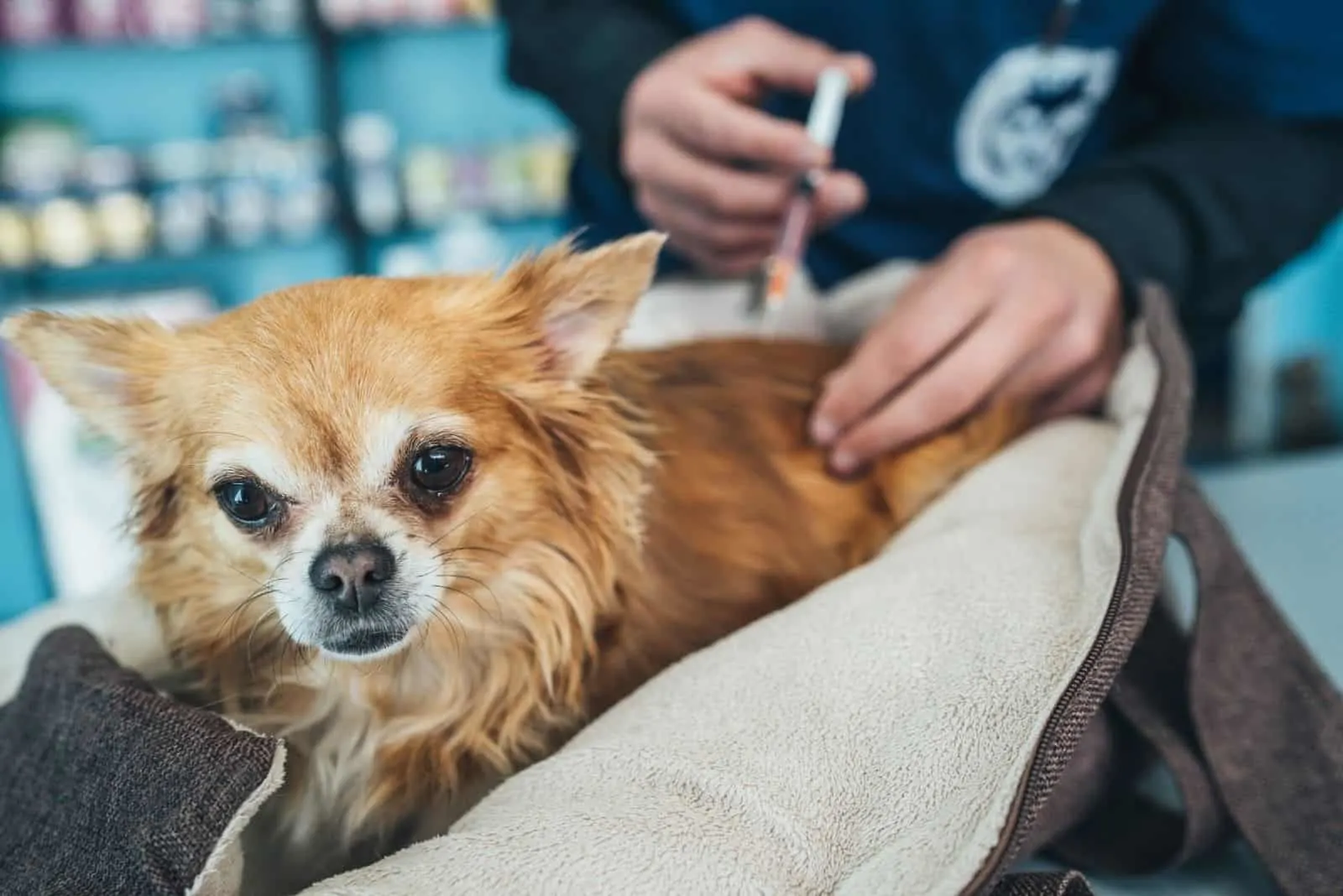 veterinarian giving vaccine to the long haired chihuahua in the clinic