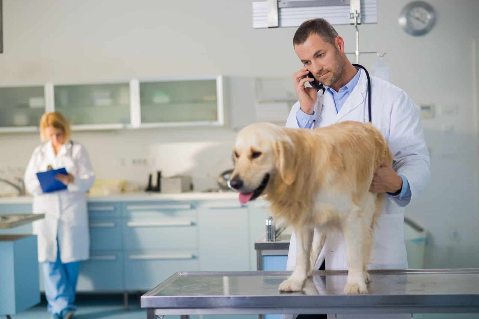 veterinarian talking over the phone while checking on a dog