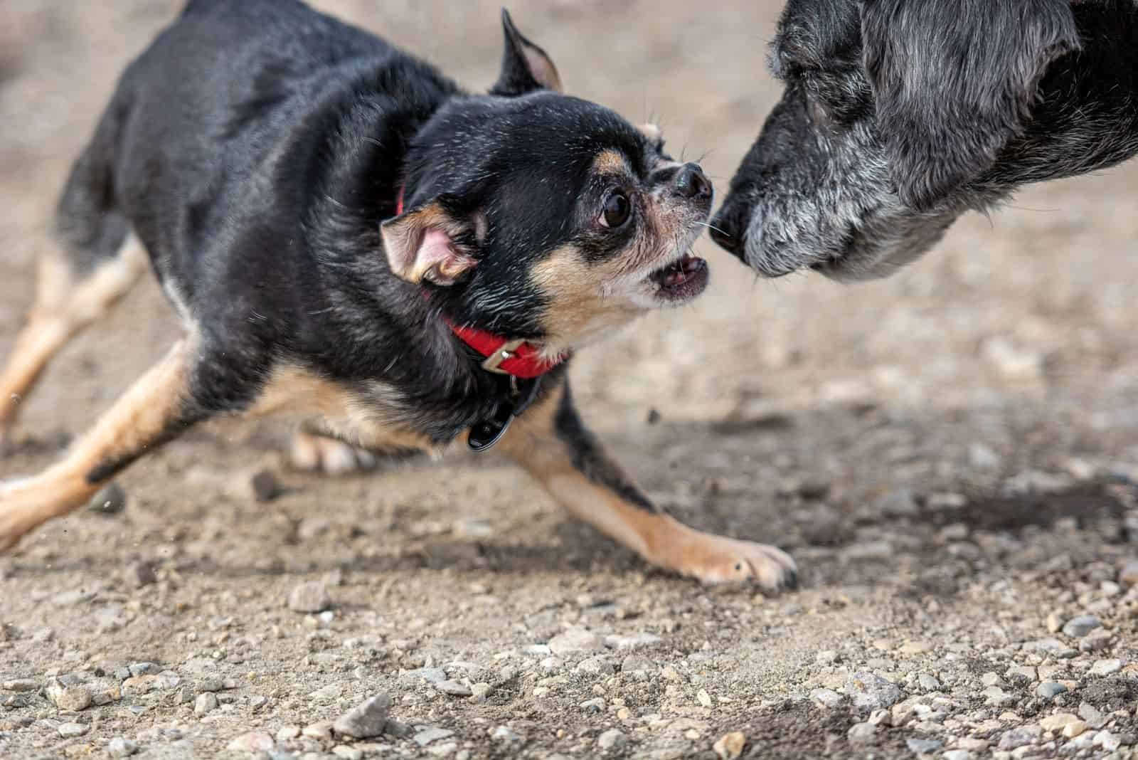vicious chihuahua attacking an older bigger dog outdoors