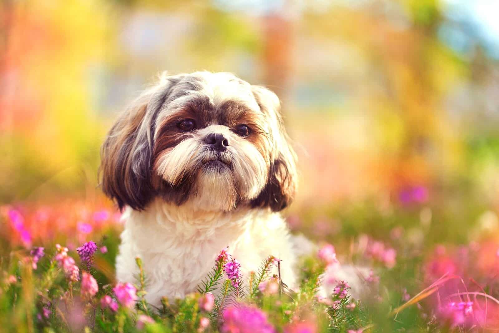 vivid portrait of shih tzu dog in nature