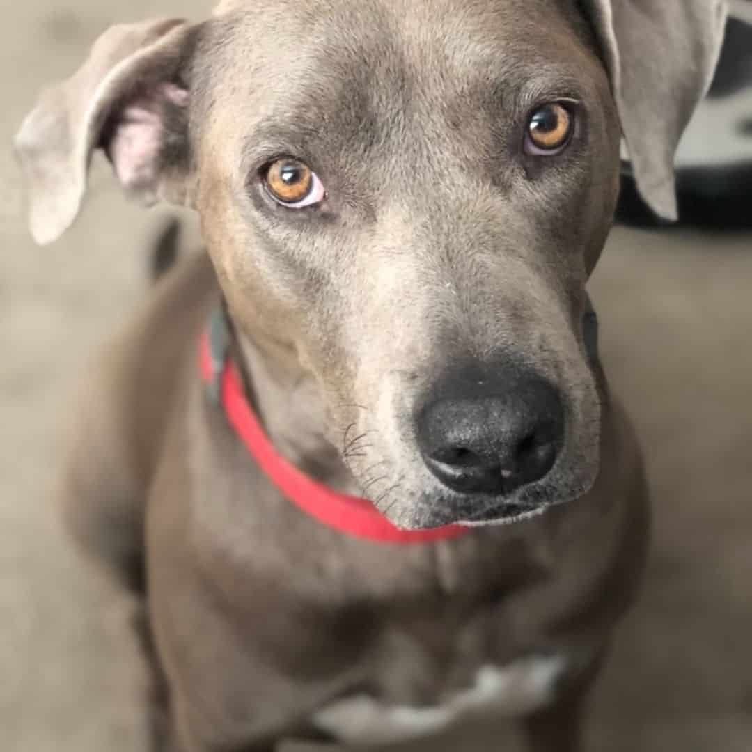 weimaraner pitbull mix