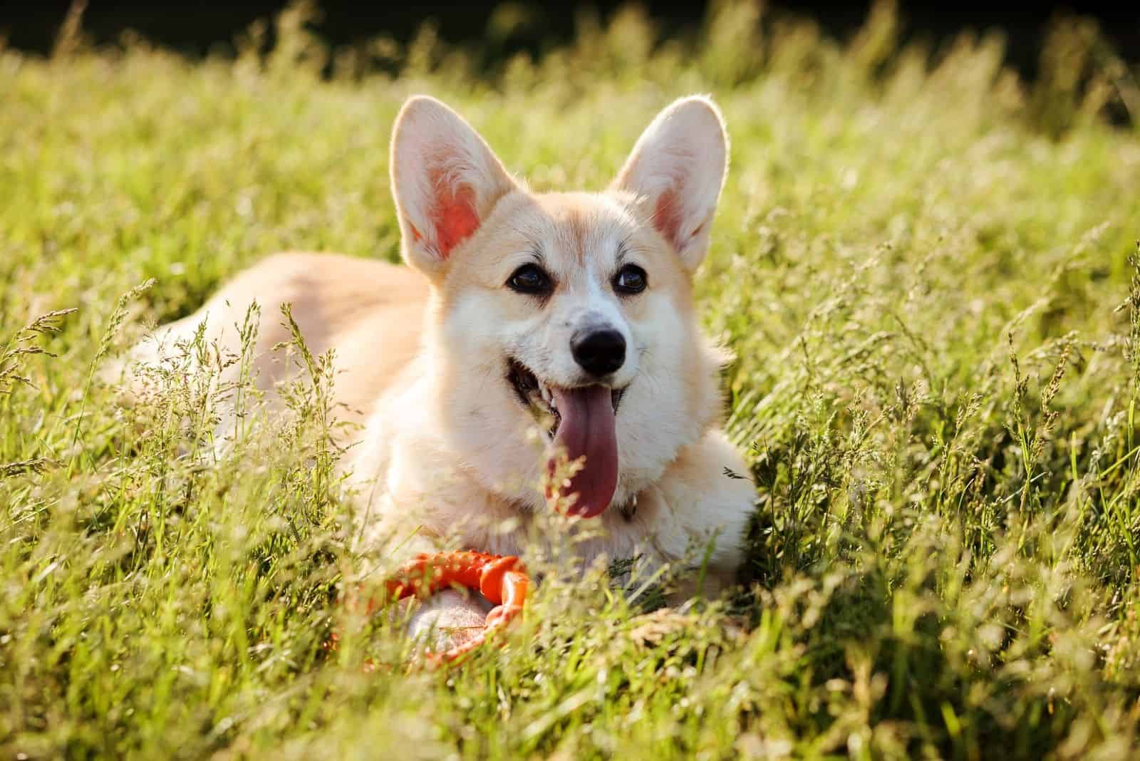 welsh corgi pembroke dog lying down in the ground