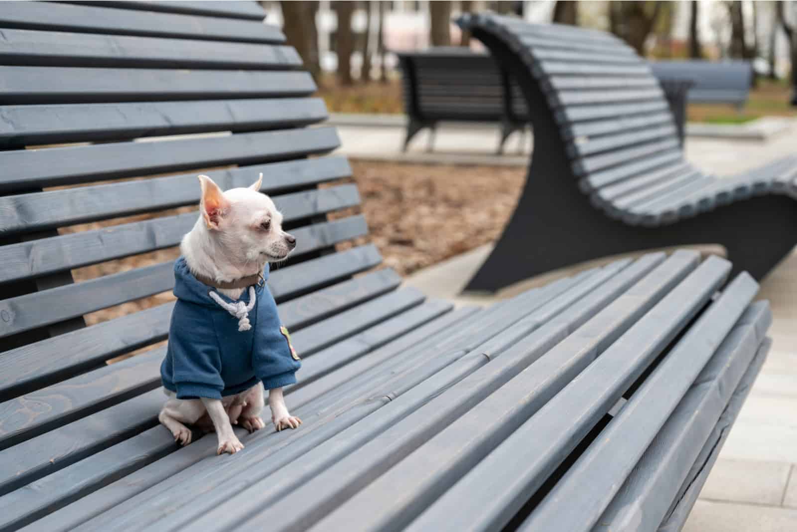 white Chihuahua dog sits on a wooden bench in the park